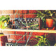Moog Spectravox